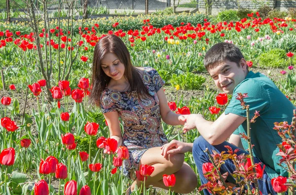 Pareja Cariñosa Jardín Entre Tulipanes Rojos Flor —  Fotos de Stock