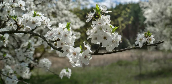 Blommande Vilda Körsbär Blommor Gren Våren Närbild — Stockfoto