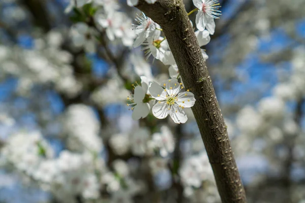 Blooming Wild Cherry Flowers Branch Spring Close — Stock Photo, Image