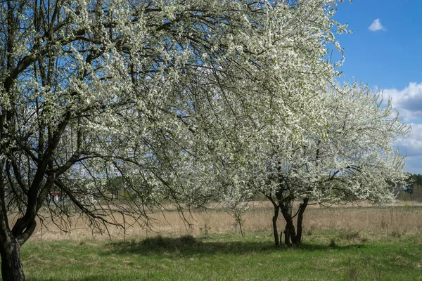 Blossoming wild cherry tree against the blue sky. — Stok fotoğraf