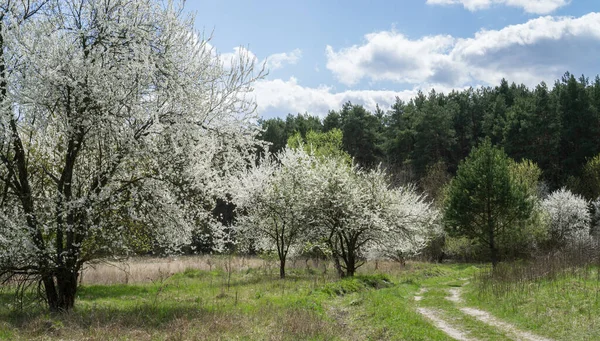 Blooming wild cherry near a dirt forest path. — Stock Photo, Image