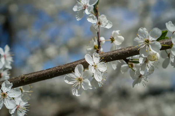 Blooming wild cherry flowers on a branch in spring close-up. — Stock Photo, Image