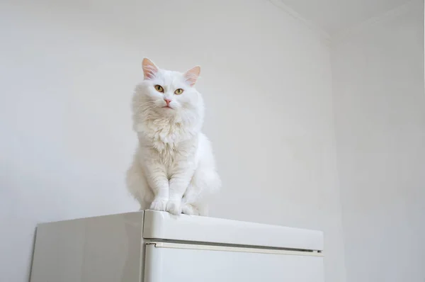 Weiße Katze auf weißem Kühlschrank auf hellem Hintergrund — Stockfoto