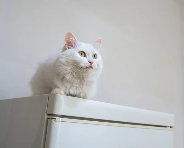 Weiße Katze auf weißem Kühlschrank auf hellem Hintergrund — Stockfoto