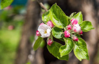 Bahar çiçekli elma ağacı. Narin pembe çiçekleri ve yeşil yaprakları olan bir ağaç dalı. Seçici odaklanma. Yakın plan. Arka plan bulanık. Etkili bokeh.