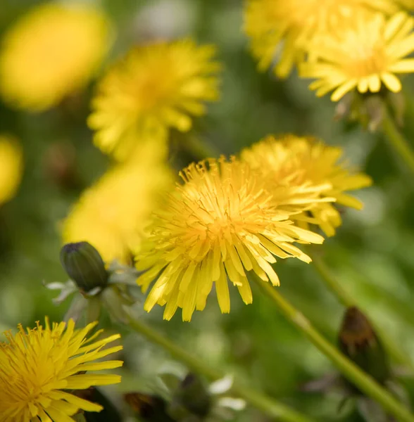 Yeşil arka planda sarı karahindiba çiçekleri. Bahar ve yaz arkaplanı Seçmeli odak.