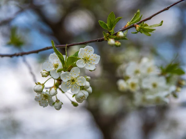 Blossoming Cherry Tree Spring Bloom White Flowers Close Selective Focus — Stock Photo, Image