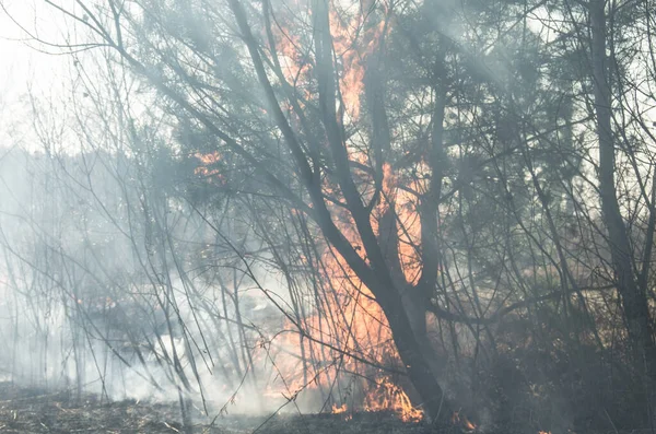 Fire Smoke Forest Fire Bushes Burning — стоковое фото