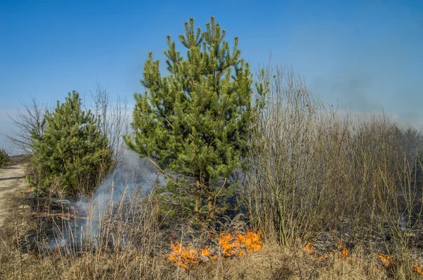 Fire Forest Trees Burning Shrubs Grass — стоковое фото