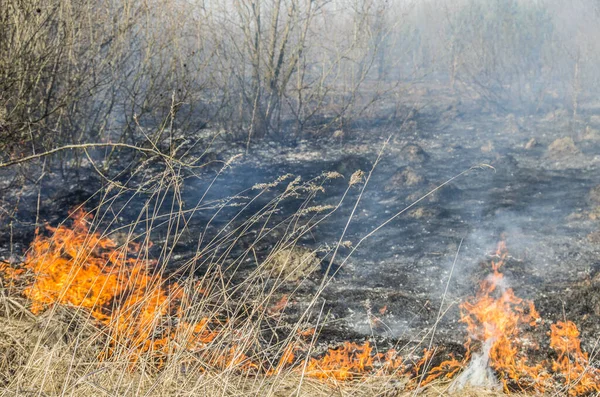 Orman yangını sırasında yangın ve duman. Çalılar yanıyor..