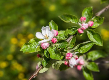 Bahar çiçekli elma ağacı. Narin pembe çiçekleri ve yeşil yaprakları olan bir ağaç dalı. Seçici odaklanma. Yakın plan. Arka plan bulanık. Etkili bokeh.