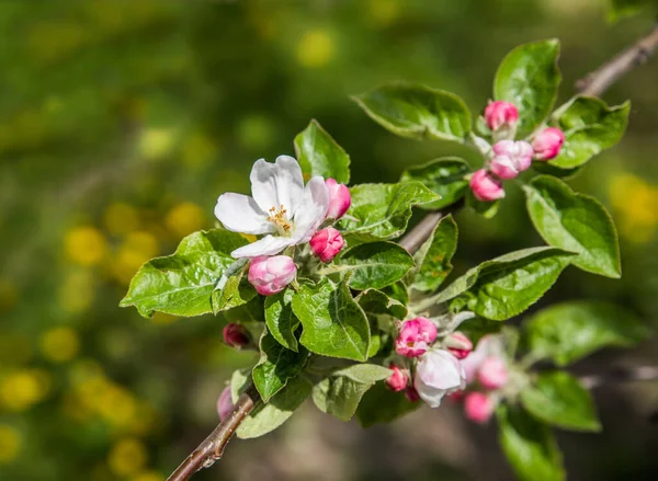 Bahar çiçekli elma ağacı. Narin pembe çiçekleri ve yeşil yaprakları olan bir ağaç dalı. Seçici odaklanma. Yakın plan. Arka plan bulanık. Etkili bokeh.