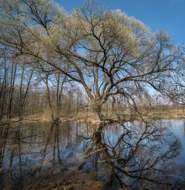 Bahar ormanı döküldü. Dallarında yaprak olmayan çıplak ağaçlar. Mavi gökyüzü, kuru sarı geçen yılın çimenleri..