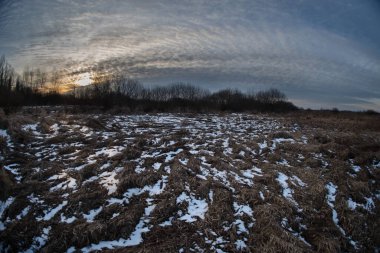 Çorapların arasında kuru bataklık çimlerinde kar. Akşam gökyüzünde gün batımı bulutları olan bahar-kış manzarası.