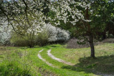 Kirli bir orman yolunda vahşi kirazlar açıyor..