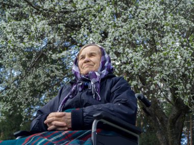 Bebek arabasında yalnız yaşlı bir kadın, sıcak bir battaniyeye sarılmış, bir bahar çiçeği ağacının altında..
