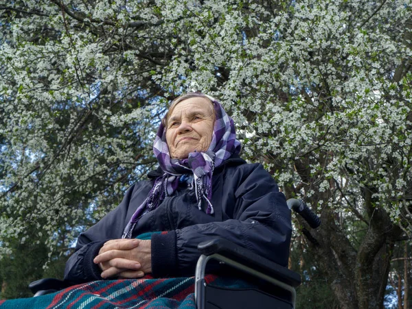 Bebek arabasında yalnız yaşlı bir kadın, sıcak bir battaniyeye sarılmış, bir bahar çiçeği ağacının altında..