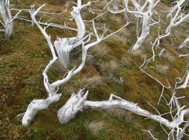Güneşte beyazlaşan ölü ağaçların iskeletleri ve dağlarda esen rüzgar yaban mersini ve yaban mersini çalılarının arasında..