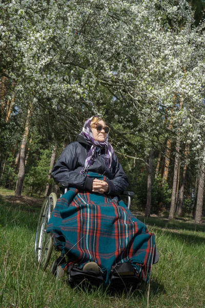 Lonely Elderly Woman Stroller Wrapped Warm Blanket Spring Flowering Tree — Stock Photo, Image