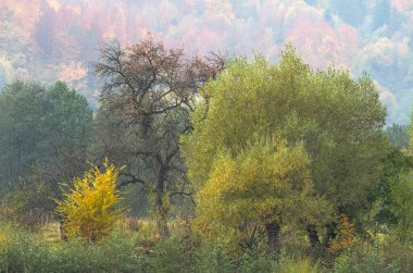 Dağlardaki renkli sonbahar ağaçları. Değişik sıcak renklere sahip manzara.