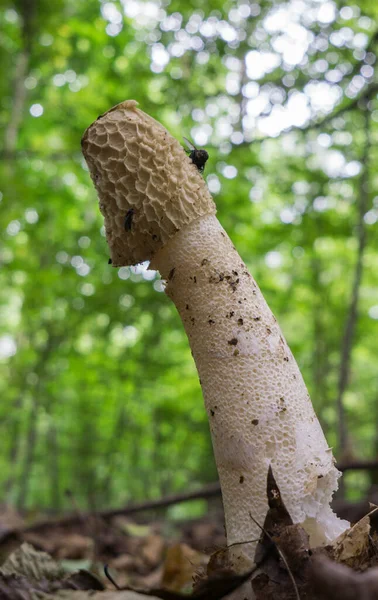 Phallus Impudicus Veselka Svamp Täckt Med Slem Med Obehaglig Lukt — Stockfoto