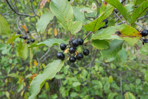 Ягодная Ольха Облепиха Frangula Alnus Ветке Среди Листьев — стоковое фото