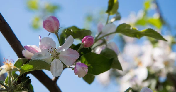 Branch Blossoming Apple Tree Flowers Background Garden Blue Sky — Stock Photo, Image