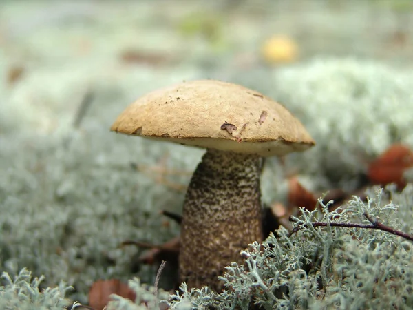 Steinpilze Essbar Beliebte Weiße Pilze Wald Pilze Moos — Stockfoto