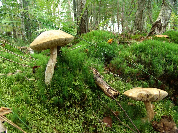 キノコのボレトスが食べられます 森の中で人気の白いキノコ 苔のキノコ — ストック写真