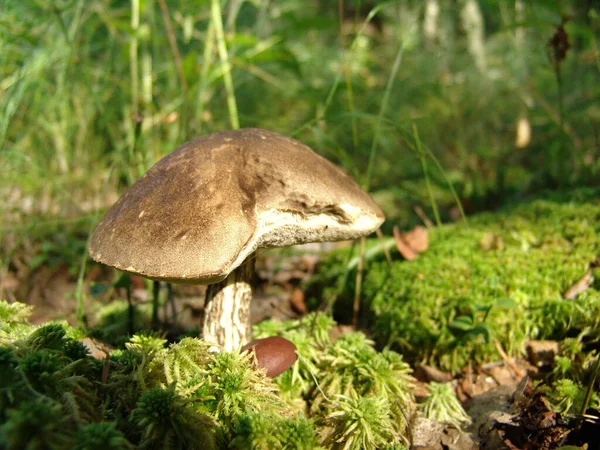 蘑菇燕麦可食 森林里流行的白色蘑菇 苔藓中的蘑菇 — 图库照片