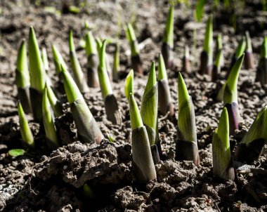 Yeşil ve mavi filizlerin zirvelerinde yerden genç keskin filizler çıktı. Bahar bahçesindeki bitkiler yakın plan, büyüme, gelişme ve bakım.