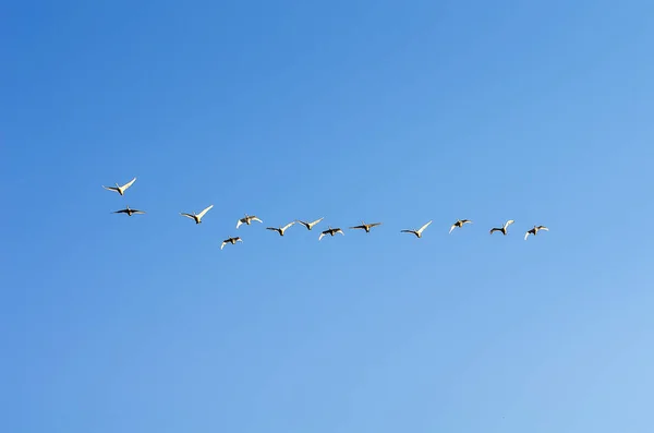 Стая Лебедей Утреннем Голубом Небе — стоковое фото