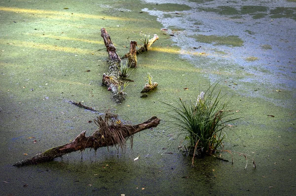 Cold Frosty Dawn Swamp First Rays Sun Skeletons Dead Trees — Stock Photo, Image