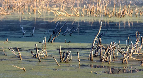 Kalte Frostige Morgendämmerung Sumpf Die Ersten Sonnenstrahlen Skelette Toter Bäume — Stockfoto