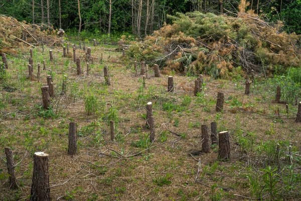 Derrubada Sanitária Verão Uma Floresta Pinheiro Quadro Horizontal Imagem De Stock