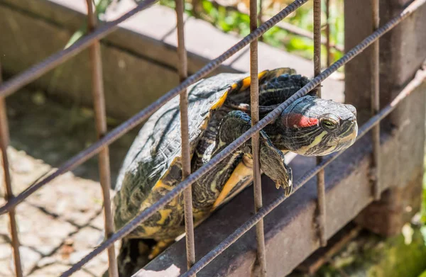 Черепаха Намагається Втекти Брусів Ліцензійні Стокові Фото