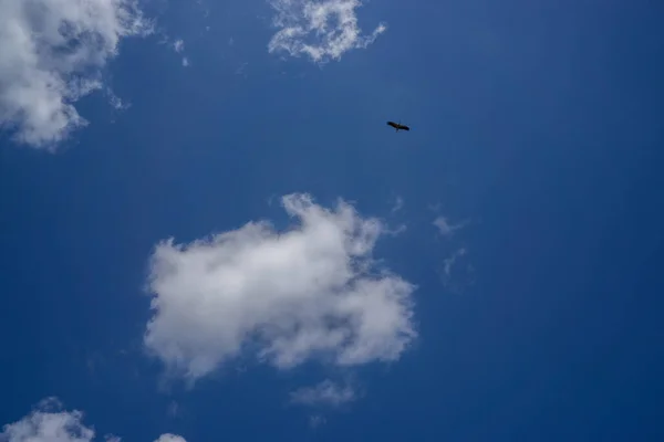 Uma Cegonha Voa Bom Tempo Céu Azul — Fotografia de Stock