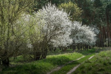Kirli bir orman yolunda vahşi kirazlar açıyor..