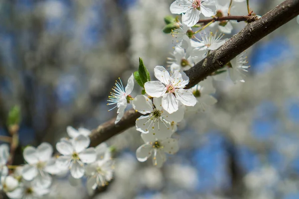 Blooming Wild Cherry Flowers Branch Spring Close — Stock Photo, Image