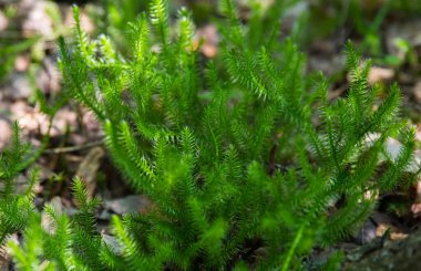 Selective focus green sprigs of club moss growing on the forest floor. Blurred background.