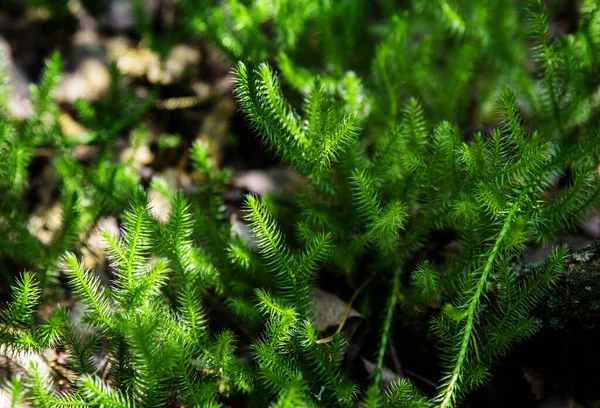 Selective Focus Green Sprigs Club Moss Growing Forest Floor Blurred — Foto Stock