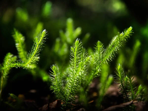 Selective Focus Green Sprigs Club Moss Growing Forest Floor Blurred — Stockfoto