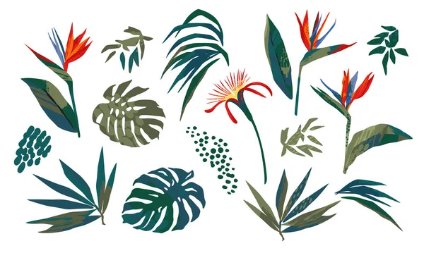 Ilustraciones vectoriales de hojas tropicales. Clipart, elementos aislados. — Archivo Imágenes Vectoriales