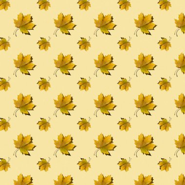 Düz akçaağaç yaprakları sarı arka planda düz desen