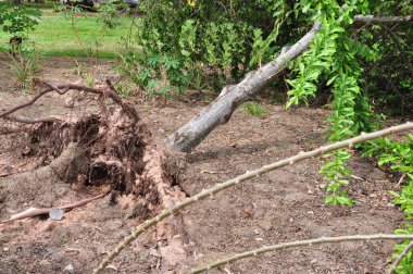 Rüzgarın etkisiyle devrilen ağaç Güney Amerika, Brezilya 'nın iç kesimlerindeki bir şehir parkında seçici odaklı panoramik bir fotoğrafla kökün bir kısmını gösteriyor.