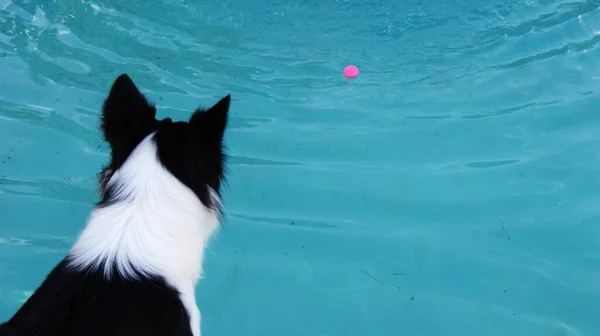 在南美洲的一个旅游胜地 一只名叫 边境牧羊犬 的宠物狗在游泳池边的嘴里看着一只粉色塑料球 里面装着干净的水 — 图库照片