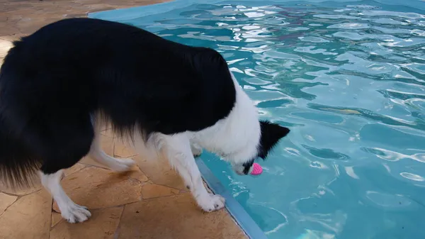 在巴西的一个旅游农场 一只边境科利宠物在游泳池边的嘴里衔着一个粉色的塑料球 水池边的砖瓦地板上有干净的水 这是一张放大式的照片 — 图库照片