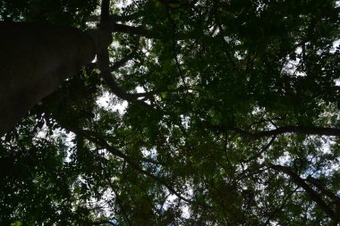 Ağaç. seçici bir odak ile, aşağıdan yukarıya bakan, ağaçların gölgesinde ve arka planda mavi gökyüzü, Brezilya, Güney Amerika turizm sahasında.