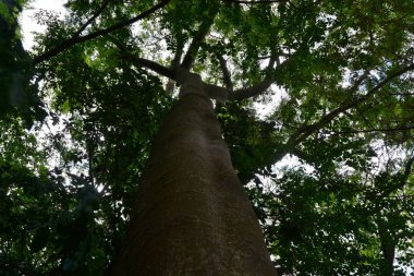 Ağaç. Ön planda sandık, seçici bir odak ile aşağıdan yukarıya, ağaçların tepesinden yukarıya, arka planda mavi gökyüzüne, Brezilya 'ya, Güney Amerika' ya bir turistik bölgede..