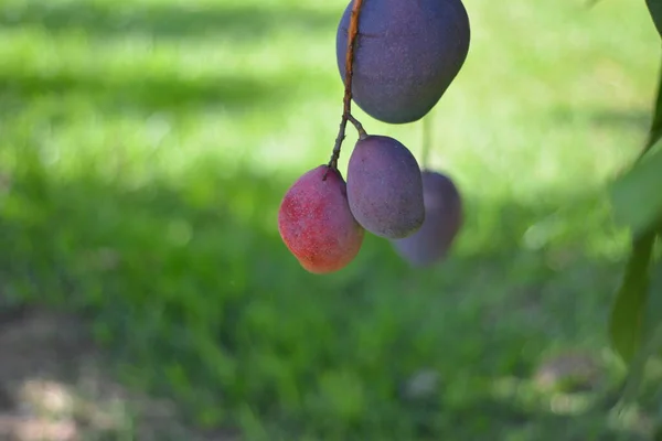 Mango. Brazilian fruit in photo zoom with selective focus, large aperture and blurred background in an ecotourism farm in Brazil, South America, fruit hanging on the tree known as mango tree